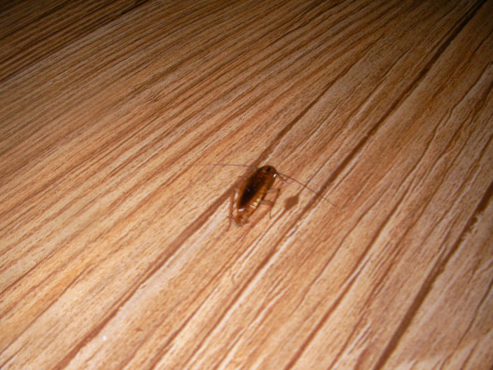 바퀴벌레 한마리 에 집 바퀴벌레 퇴치법?
